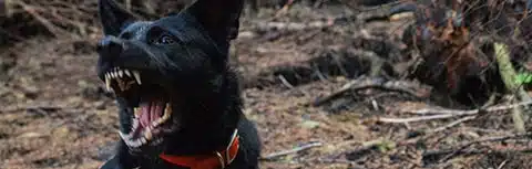 Criminal Defense Attorney Northern Virginia 4 dog bite img min