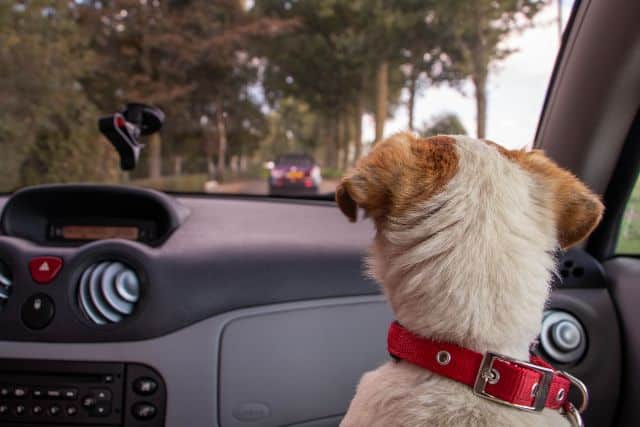 Virginia Dangerous Dog Defense Attorney Protecting Your Rights and Your Pet featured image labeled Virginia Dangerous Dog Defense Attorney Protecting Your Rights and Your Pet featured image labeled