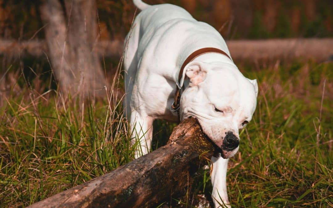 Defending Dangerous Dog Cases in Virginia: What Fairfax Dog Owners Must Know