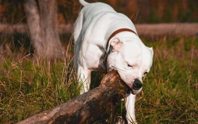 Blog 1 Defending Dangerous Dog Cases in Virginia: What Fairfax Dog Owners Must Know